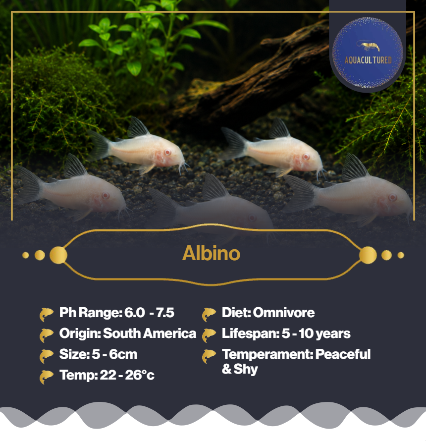 Albino corys