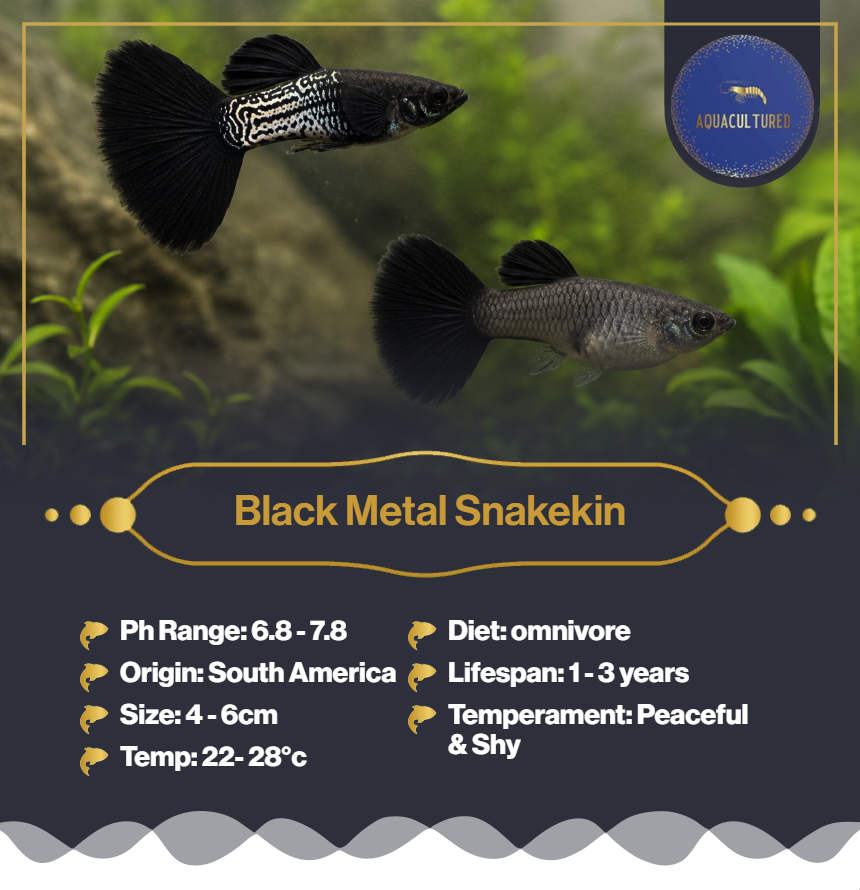 Black Metal Snakeskin