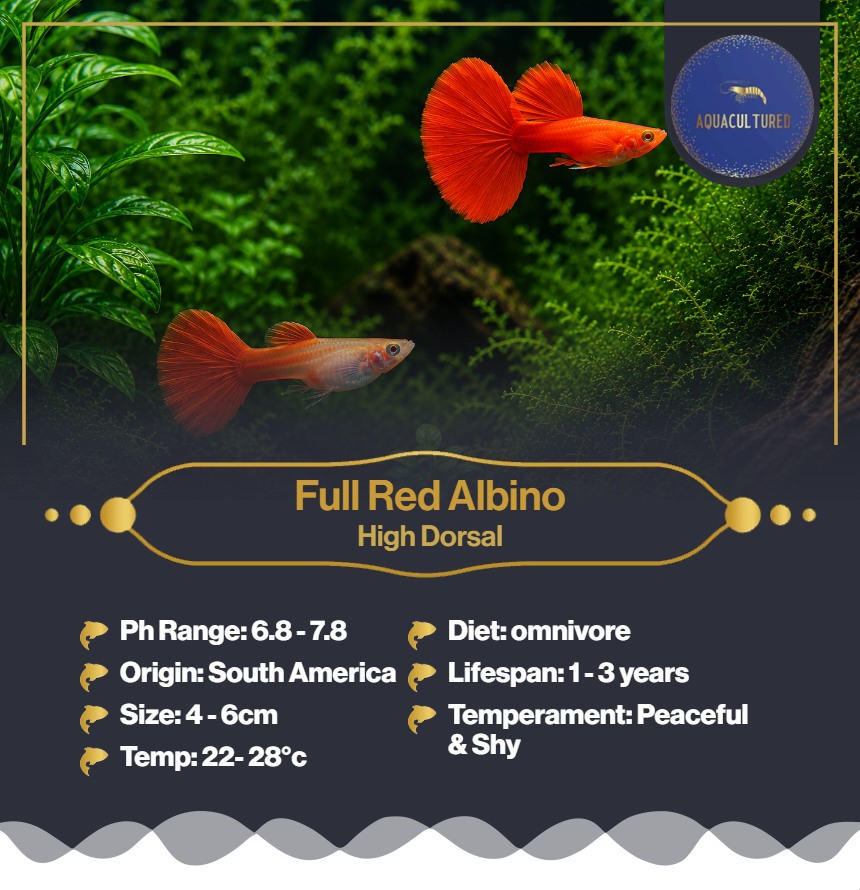Full Red Albino 