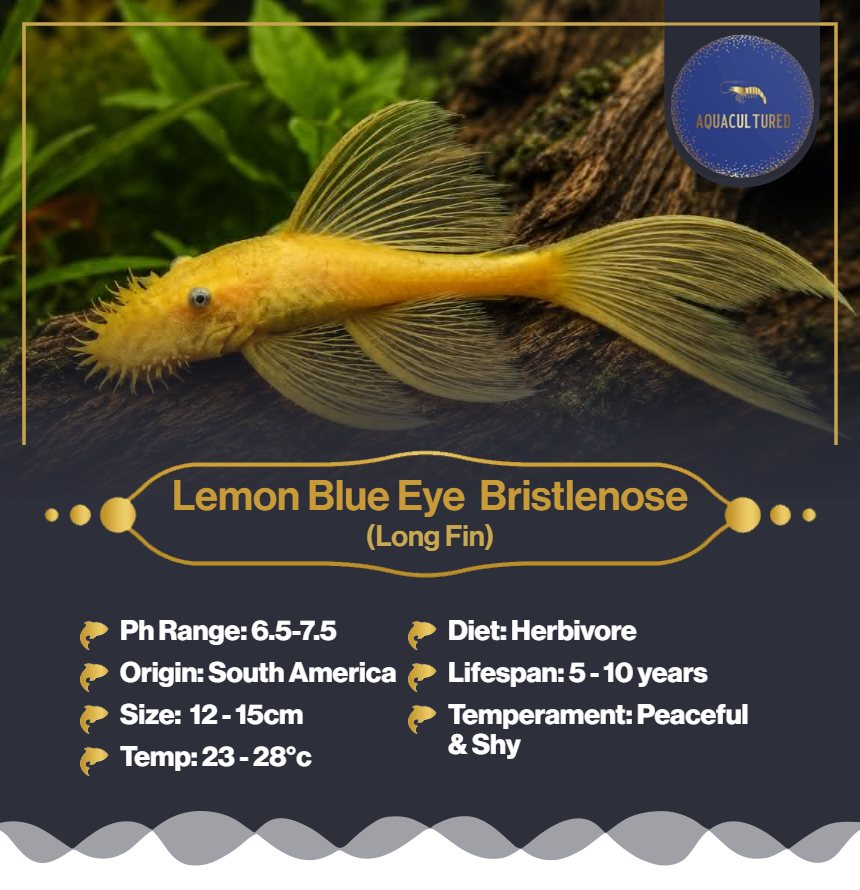 Lemon Blue Eye Bristlenose (LF)