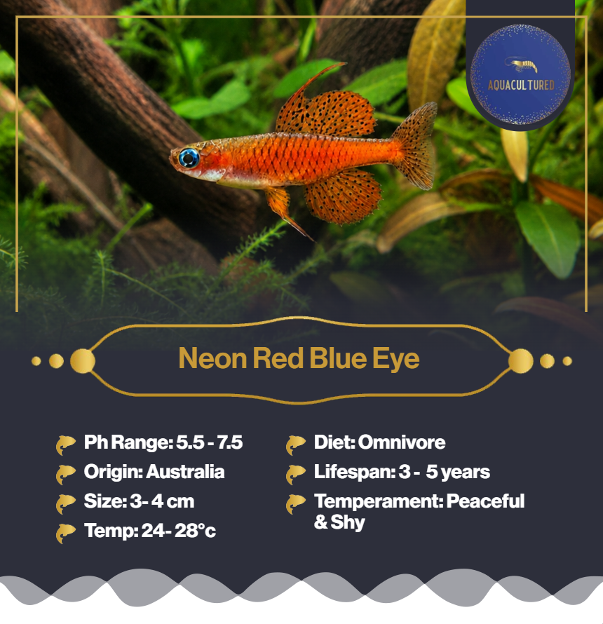 Neon Red Blue Eye