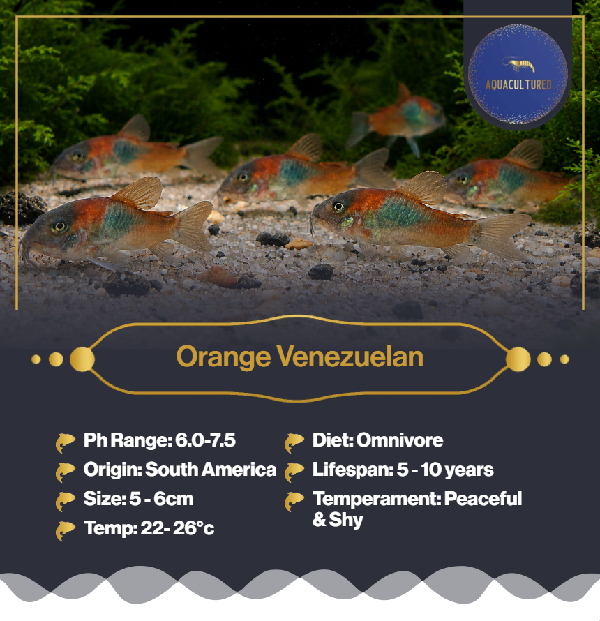 Orange Venezuelan Cory