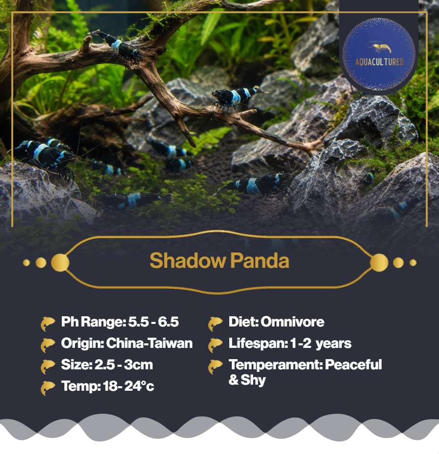 Shadow Panda