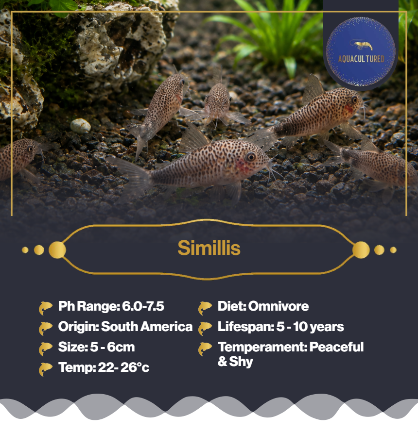 Similis Corys