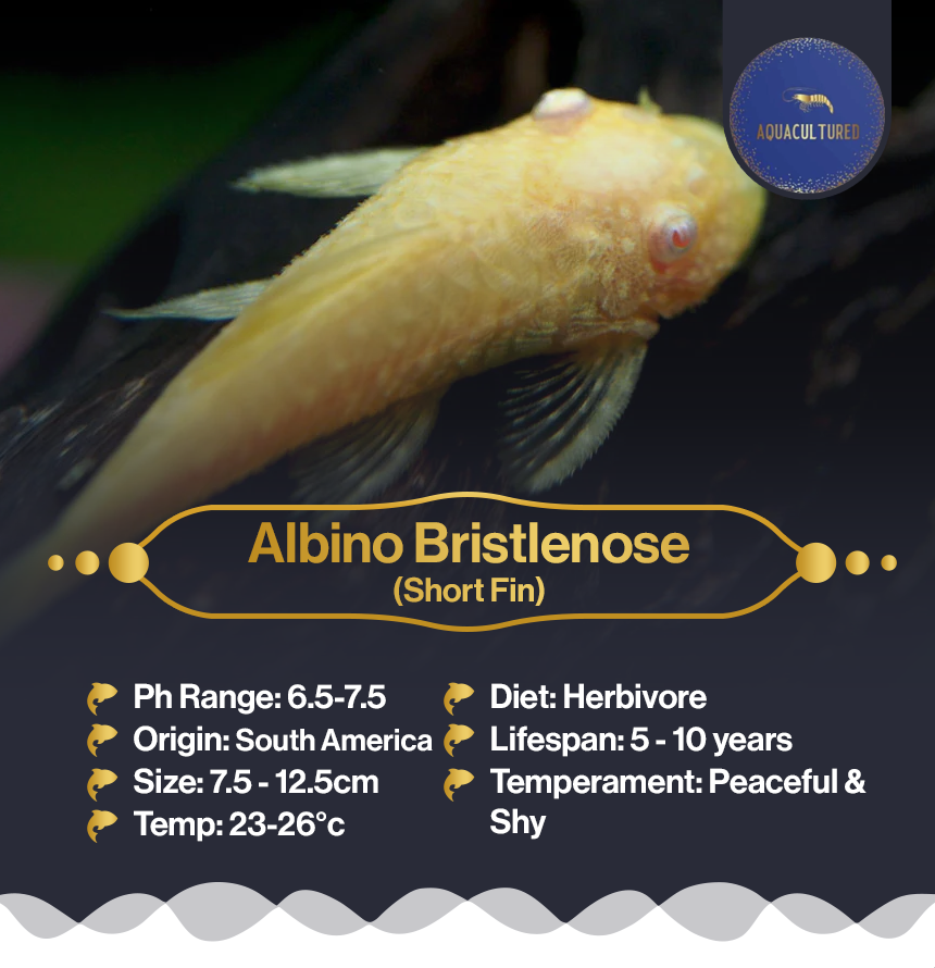 Albino Bristlenose (SF)