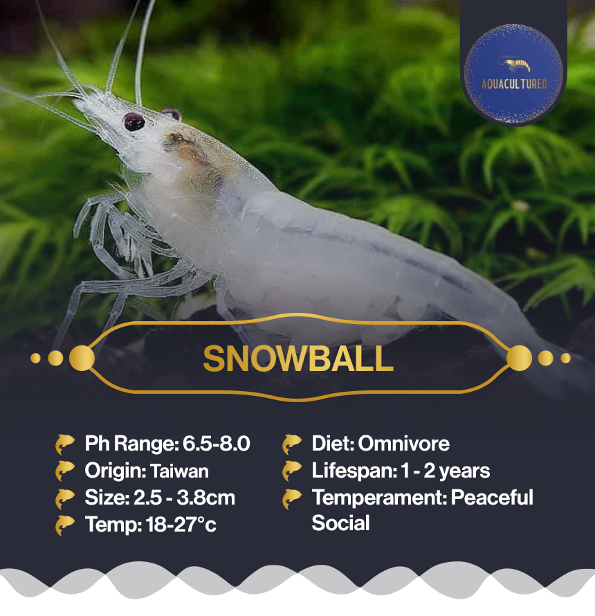 Snowball
